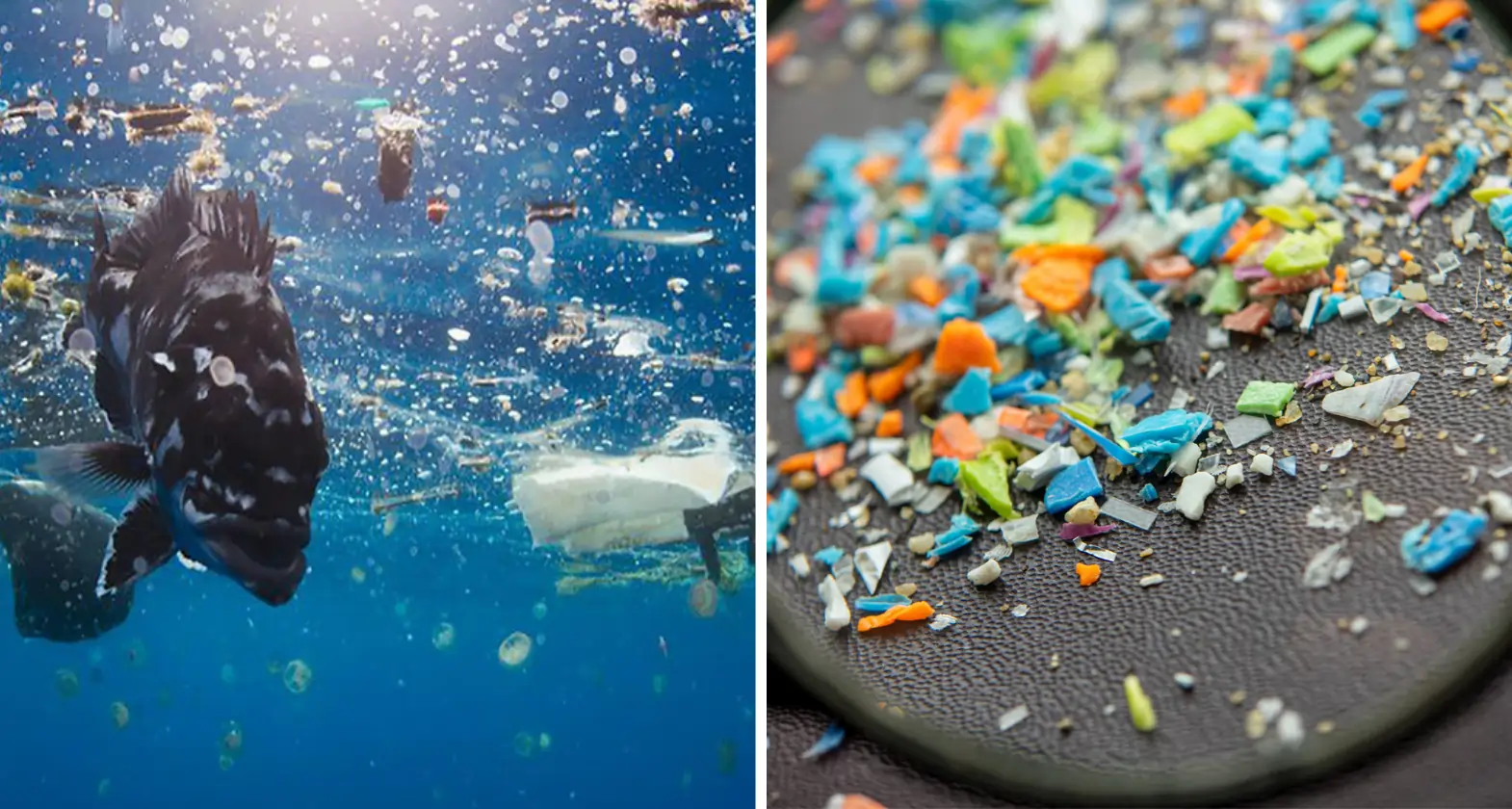 microplastic issue header