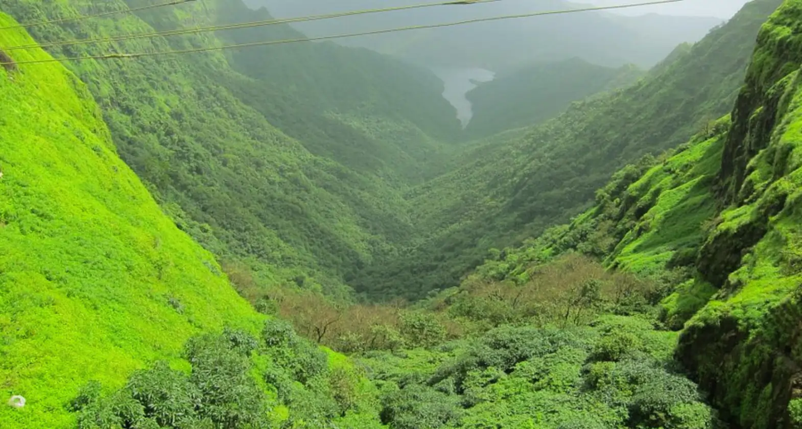 tilari forest