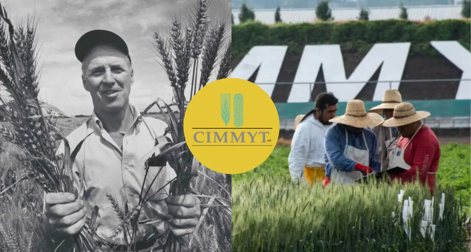 cimmyt international maize and wheat improvement center