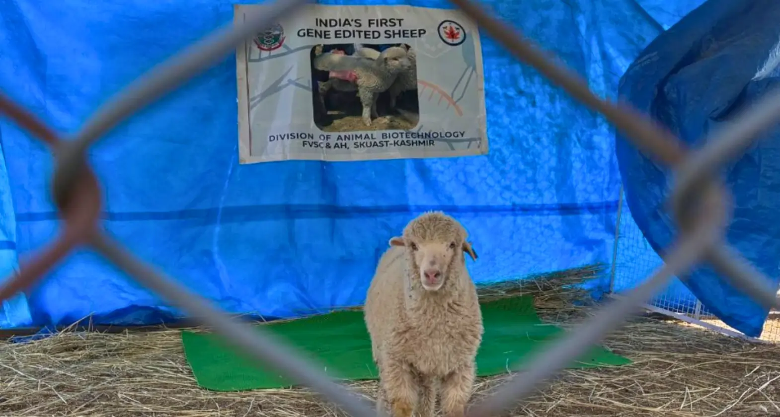 indias first gene edited sheep