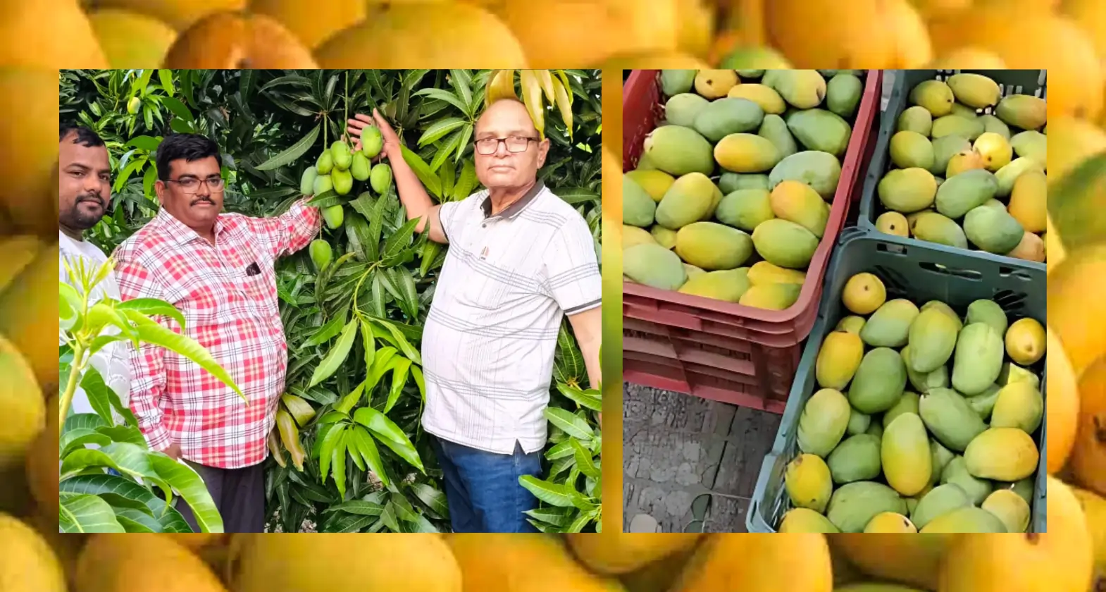 marathwada kesar mango