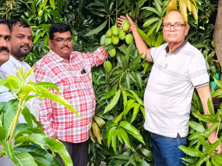 marathwada kesar mango