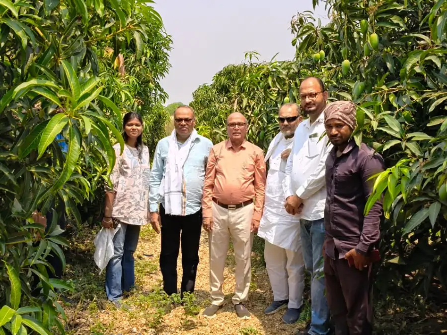marathwada kesar mango