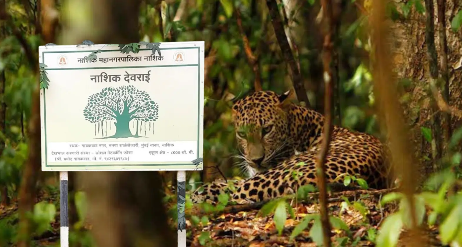 nashik devrai leopard