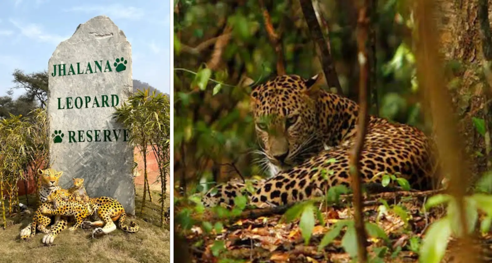 zalana leopard safari